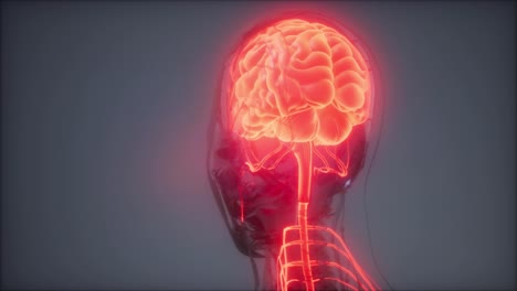 Radiologieuntersuchung-Des-Menschlichen-Gehirns